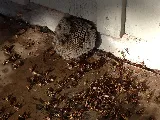 Lady Bug Termite and Pest Services photo 2