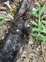 Sure Thing Pest Control photo 8