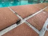 Phantom Pest Control Vancouver photo 2