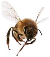 Allpro Pest Management photo 6