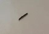 Beach Pest Service photo 6