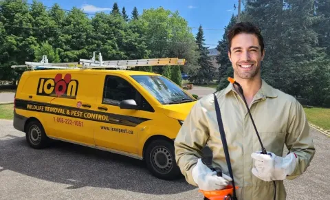 Icon pest control & wildlife removal in Richmond Hill photo 1