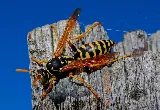 All Star Pest Control photo 5