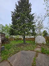 Yardman Landscaping and Tree Removal photo 4