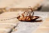Vanquish Pest Control photo 3