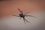 All Star Pest Control photo 6
