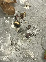 AGJ PEST CONTROL photo 5