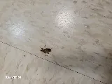 TERRA13 PEST CONTROL