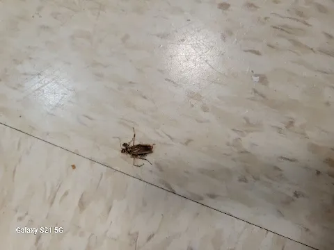 TERRA13 PEST CONTROL in Winnipeg