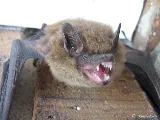 Sioux City Pest Control
