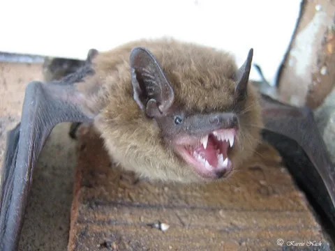 Sioux City Pest Control photo 1
