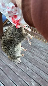 Elite Pest Control photo 5
