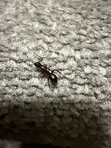 Sentry Pest Control - Cobble Hill BC photo 4