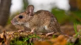 Action Pest Control photo 6