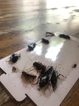 Bug Bully Pest Control photo 6