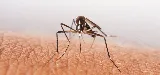 Truly Nolen Pest Control & Exterminators Saskatoon photo 8