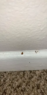 J&J Exterminating Tyler photo 2