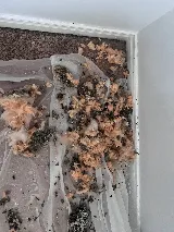 Bugman Plus photo 3