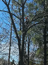 Tree And Yard Renovations photo 5