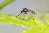 EvoFoam Pest Control photo 8