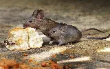 Pest Pro Pest Control photo 3