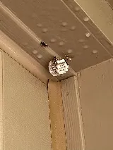 Hedgecoke Pest Control photo 2