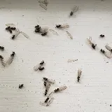 Smith's Pest Control photo 6