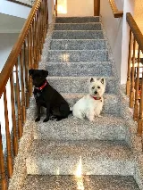 Carpet World & Floor Covering photo 7