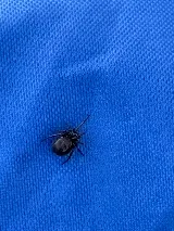 Pointe Pest Control - Swansea photo 7
