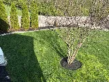Diversified Lawn and Landscape photo 5
