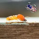 Georgetown Pest Control photo 2