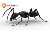 ML EXTERMINATION INC. photo 8