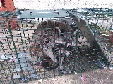 ALL-Out Pest Control photo 4