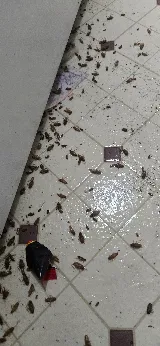 Local Pest Solutions Inc. photo 6