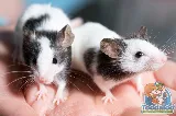Toodaloo Pest Control photo 4