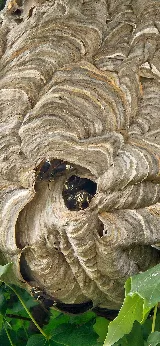 Happy Hive Pest Management photo 4