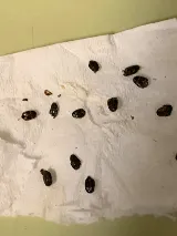 EcoFusion Pest Control photo 7