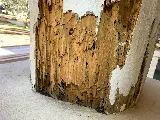 Arrow Termite & Pest Control photo 2