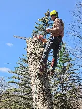 Perfect Landscape Tree & Services Inc photo 7