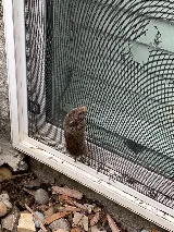 Standard Pest Control photo 8