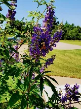 OKC Mosquito Militia Total Pest Control photo 7