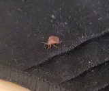 BugAbate Exterminators