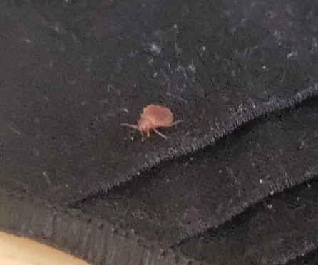 BugAbate Exterminators in Palmdale