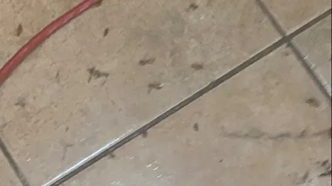 Provincial Pest Control Toronto photo 1