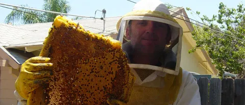 Bee Guys Bee Removal photo 1