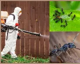 Vancouver Pest Control Ltd photo 5