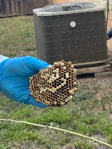 A-Tex Pest Management, Inc. photo 5