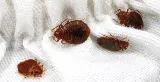 Smithereen Pest Management Services photo 2