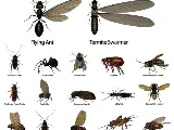 American-Allied Pest Control photo 4