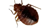 Affordable Bed Bug & Pest LLC